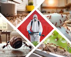 Ant Pest Control in Everett | Best Pest Control for Ants – Pest Control Xpertz
