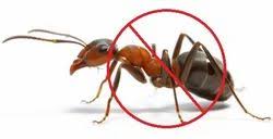 Ant Pest Control in Fife | Best Ant Control by Pest Control Xpertz