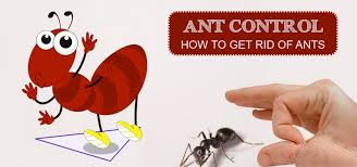 Top Ant Pest Control in Kennewick | Pest Control Xpertz