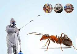 Best Ant Pest Control in Tukwila – Pest Control Xpertz