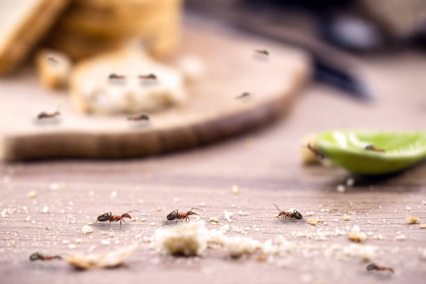 Best Ant Pest Control Tacoma – Residential Pest Control for Ants | Pest Control Xpertz