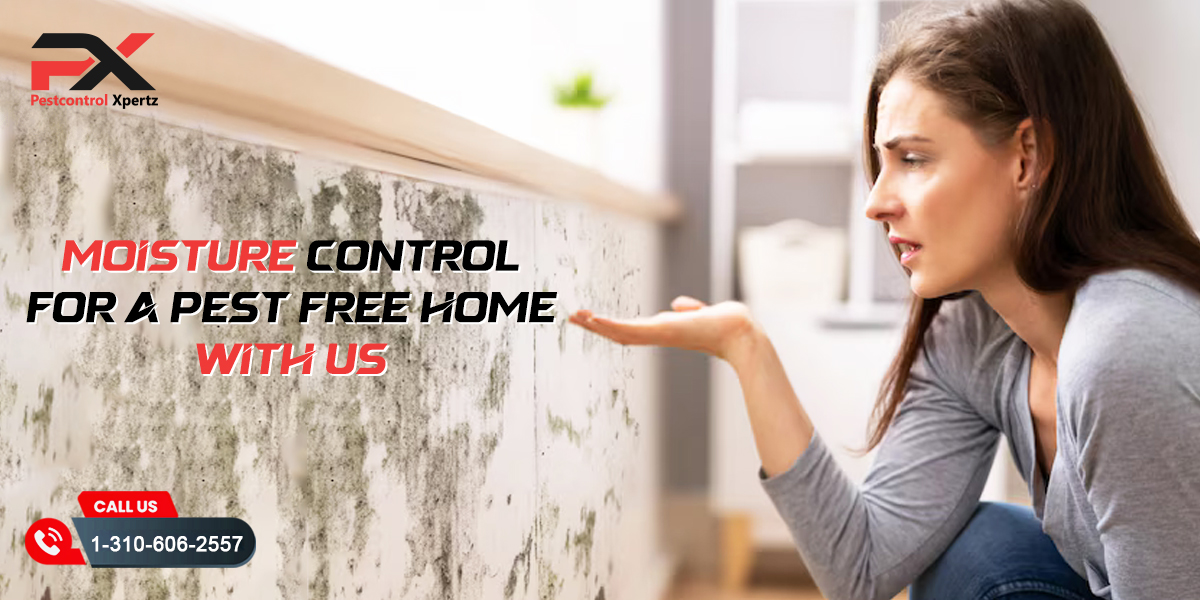 Moisture Control for a Pest-Free Home USA | Pest Control Xpertz