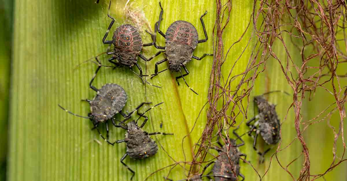 A Whiff of Information: How to Manage Stink Bugs in Your Home | Pest Control Xpertz