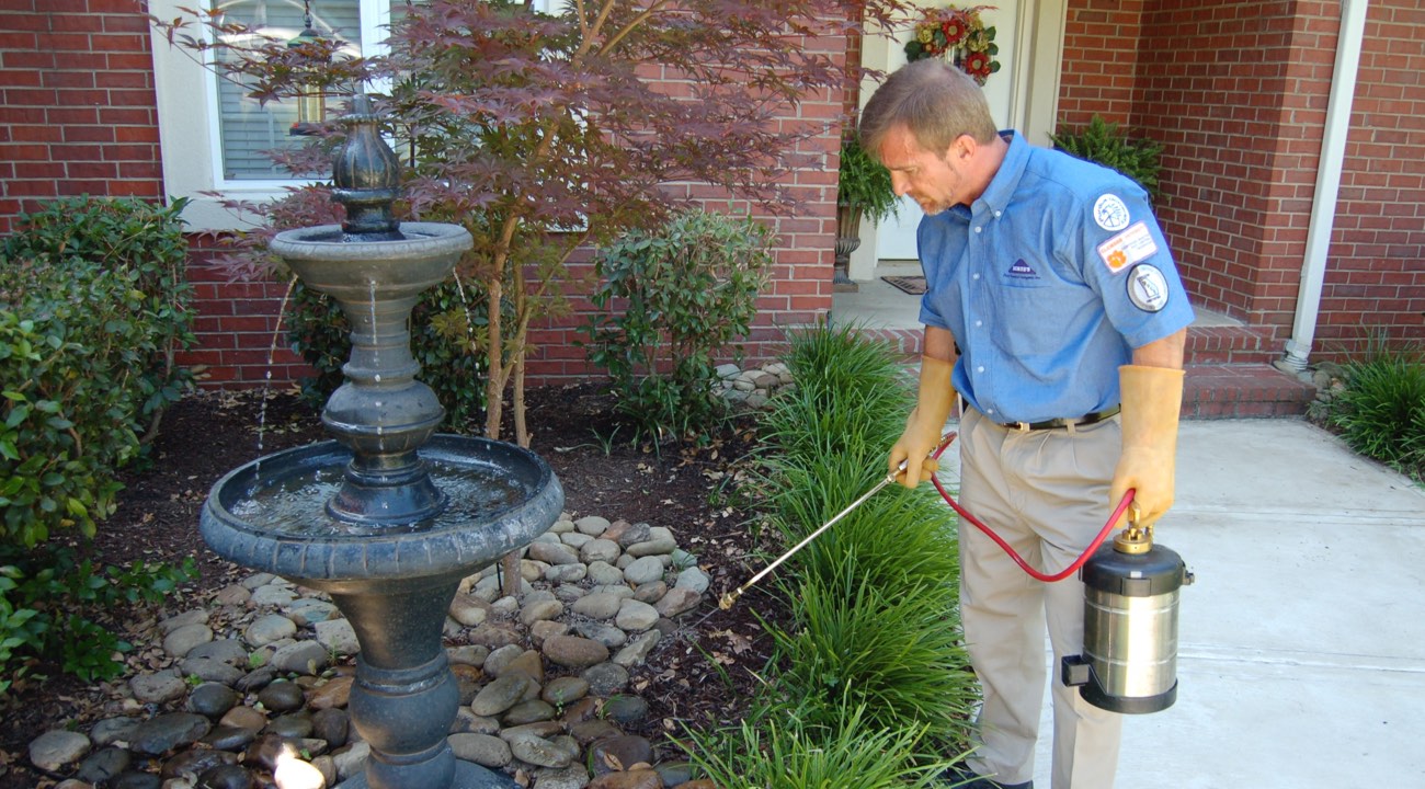 Best Pest Control in Fife: Affordable Herbal & Ayurvedic Solutions for Your Home