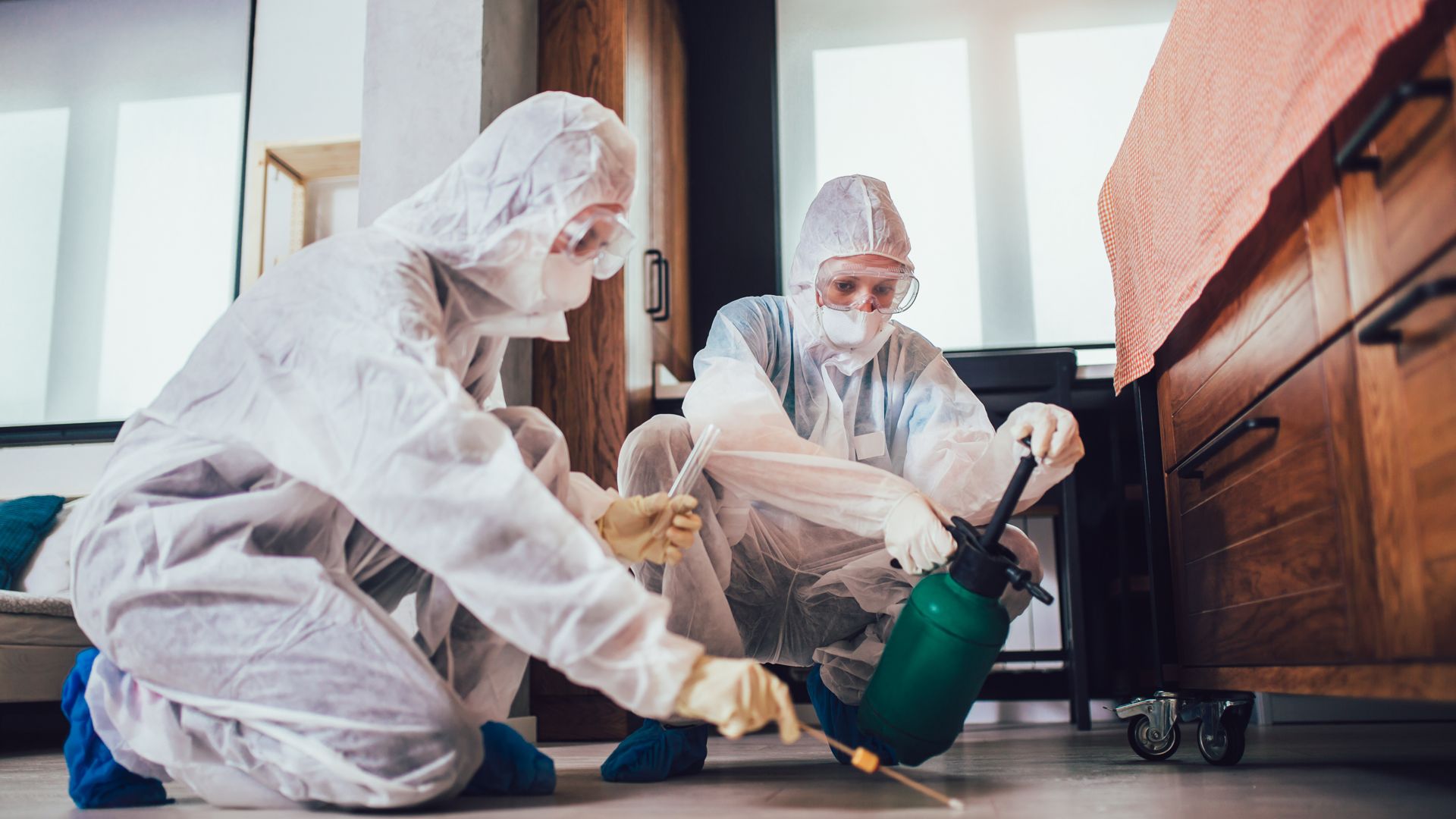 Best Stinging Pest Control in Bellingham – Pest Control Xpertz