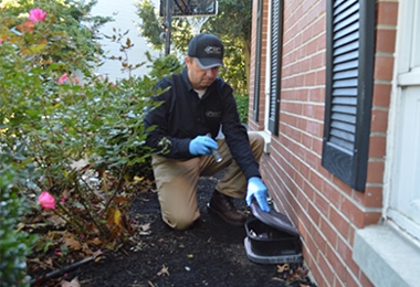 Best Pest Control in Bellingham: Affordable Herbal & Ayurvedic Solutions for Your Home