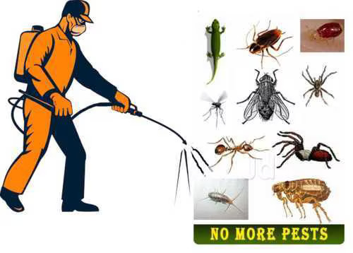 Best Stinging Pest Control in Everett | Pest Control Xpertz