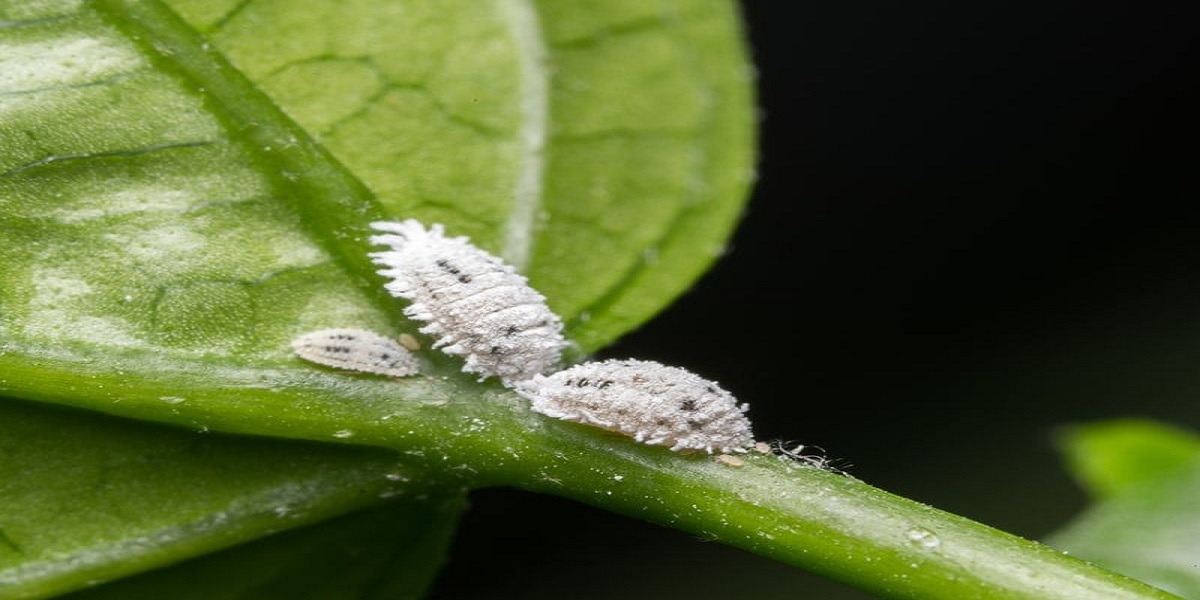 Tiny White Bugs on Plants: How Do I Get Rid of Them?