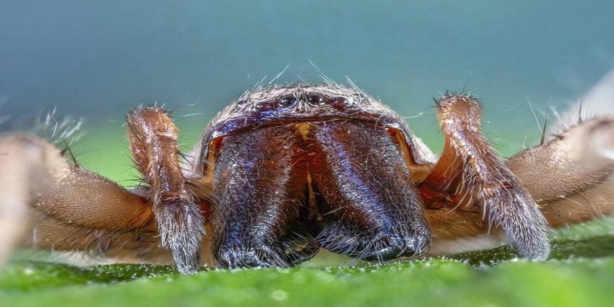 The Woodlouse Spider in Your House: What You Need to Know